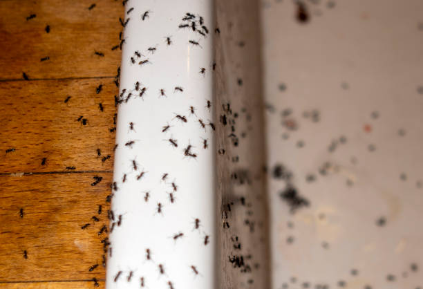Best Wildlife Control Services  in Buchanan, NY