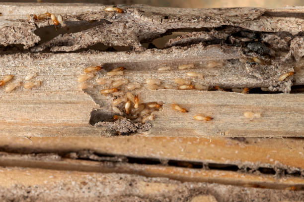Best Mosquito Control Services  in Buchanan, NY